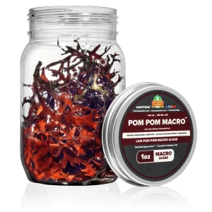 1 oz Pom Pom Gracilaria (Gracilaria hayi) - Algae Barn