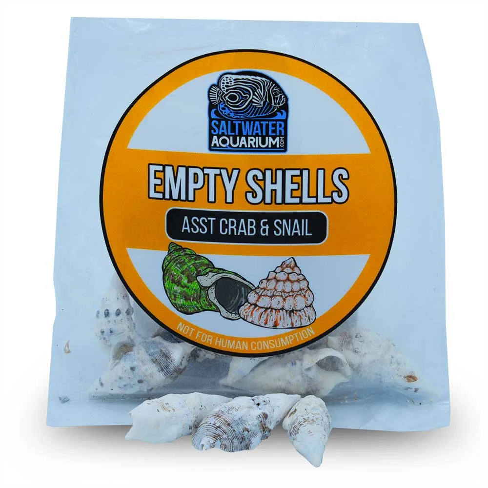 (10) Medium Conical Shaped Sterilized Aquarium Safe Empty Shells
