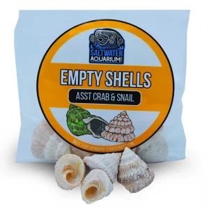 (10) Medium Standard Shaped Trochoid Sterilized Aquarium Safe Empty Shells
