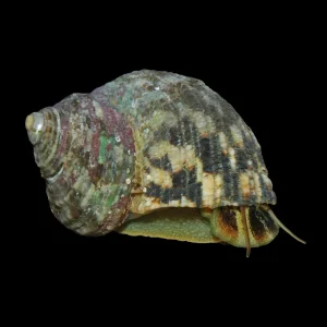 (10) Pack LARGE Mexican Turbo Snail (Turbo Fluctuosa) - Cleanup Crew