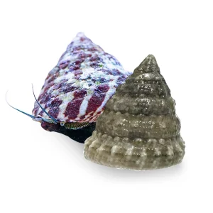 (10) Pack Trochus Snails (Trochus spp.) Banded or White - Cleanup Crew