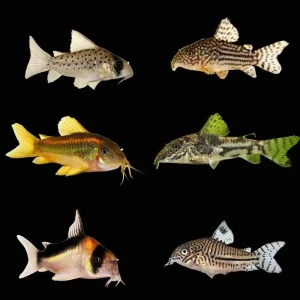 (12 Pack) Mystery Cory Catfish (Freshwater) Fish - SAQ Chicago Fish