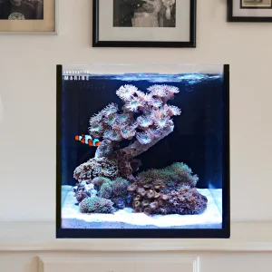 15 Gallon Fusion AIO (All in One) Cube Aquarium (0215-P) – Innovative Marine