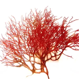 2 oz Red Ogo Gracilaria (Gracilaria parvispora) - Algae Barn