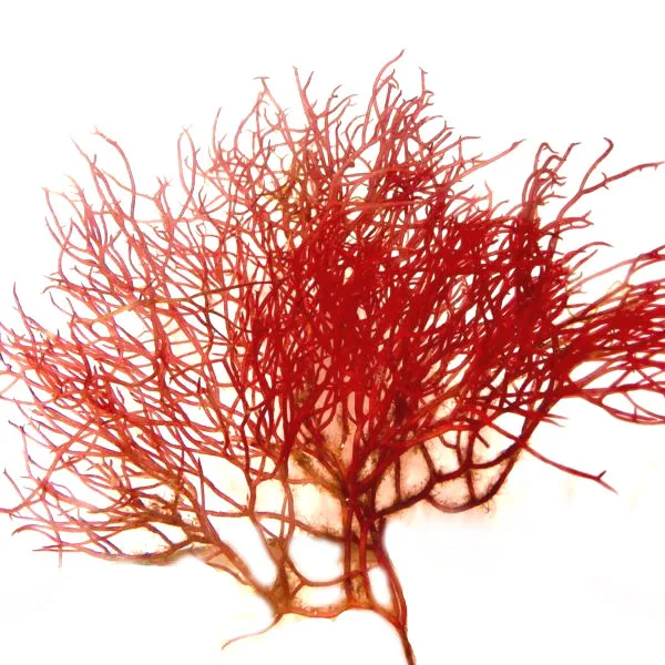 2 oz Red Ogo Gracilaria (Gracilaria parvispora) - Algae Barn