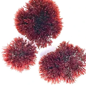 2 oz Spike Sphere Gracilaria (Gracilaria tikvahiae) - Algae Barn