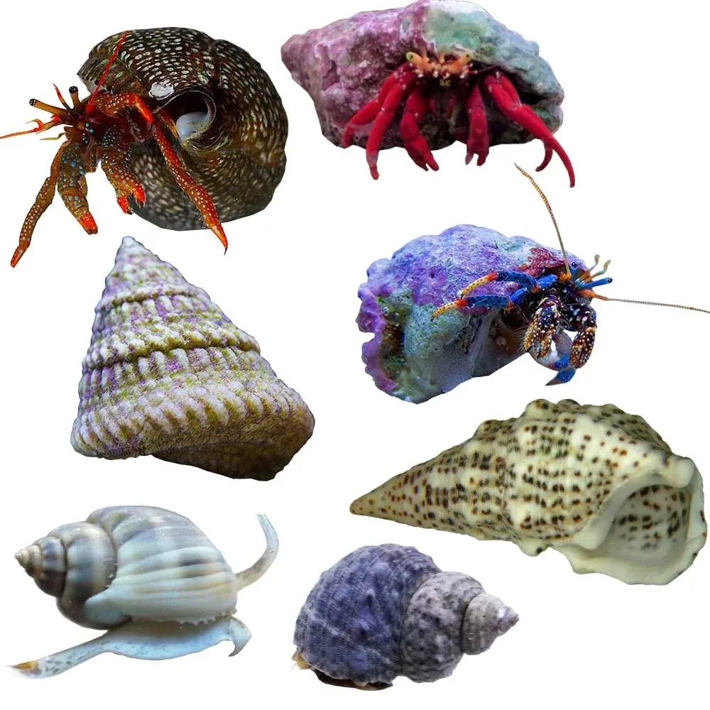 200 Gallon Standard Reef Cleanup Crew