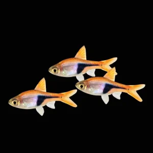 (24 Pack) Harlequin Rasbora (Freshwater) Fish - SAQ Chicago Fish