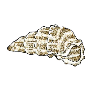 (25) Pack Cerith Snail (Cerithium SP) - Cleanup Crew