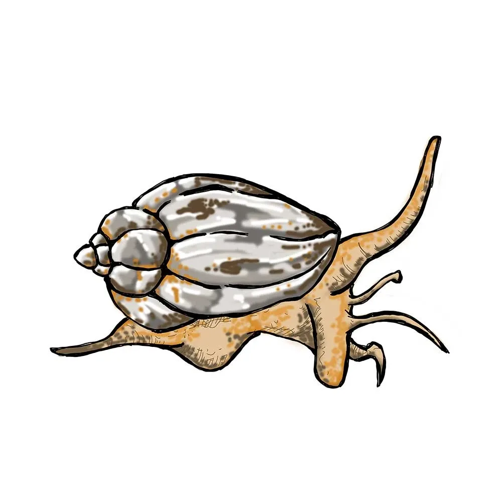 (25) Pack LARGE Nassaurius Snail (Nassarius vibex) - Cleanup Crew