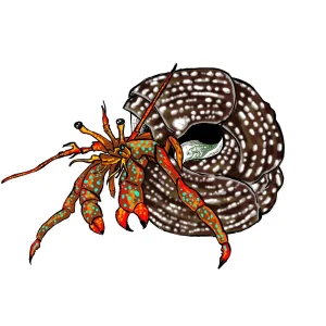 (25) Pack Red Legged Hermit Crabs (Clibanarius sp) - Cleanup Crew