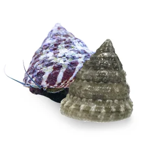 (25) Pack Trochus Snails (Trochus spp.) Banded or White - Cleanup Crew