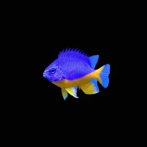 (3 Pack) Azure Damsel (Chrysiptera Hemicyanea) - SAQ Chicago Fish