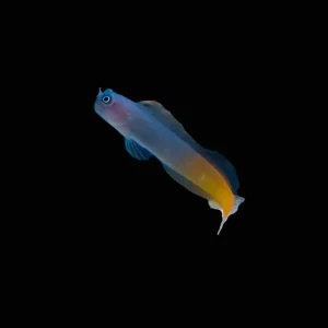 (3 Pack) Bicolor Blenny (Ecsenius Bicolor) - SAQ Chicago Fish