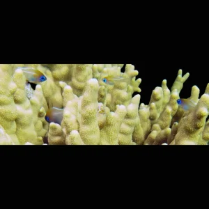 (3 Pack) Blue Eyed Cardinalfish (Zoramia Leptacantha) - SAQ Chicago Fish
