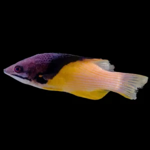 (3 Pack ) Coral Hogfish (Bodianus mesothorax) - SAQ Chicago Fish
