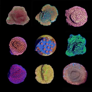 (3 PACK) Mystery Encrusting Frag (3/4" - 1") - SAQ Coral Farm