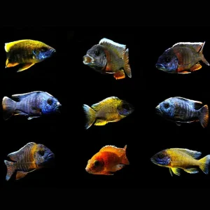 (3 PACK) Mystery Peacock Cichlid (Freshwater) Fish - SAQ Chicago Fish