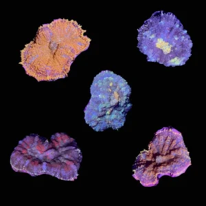 (3 PACK) Mystery Rhodactis Mushroom (3/4" - 1") - SAQ Coral Farm