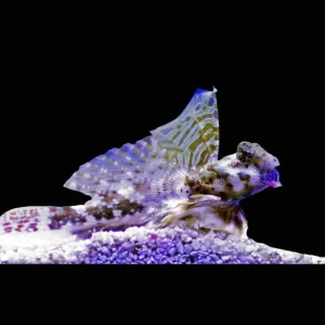 (3 Pack) Scooter Blenny (Synchiropus Ocellatus) - SAQ Chicago Fish