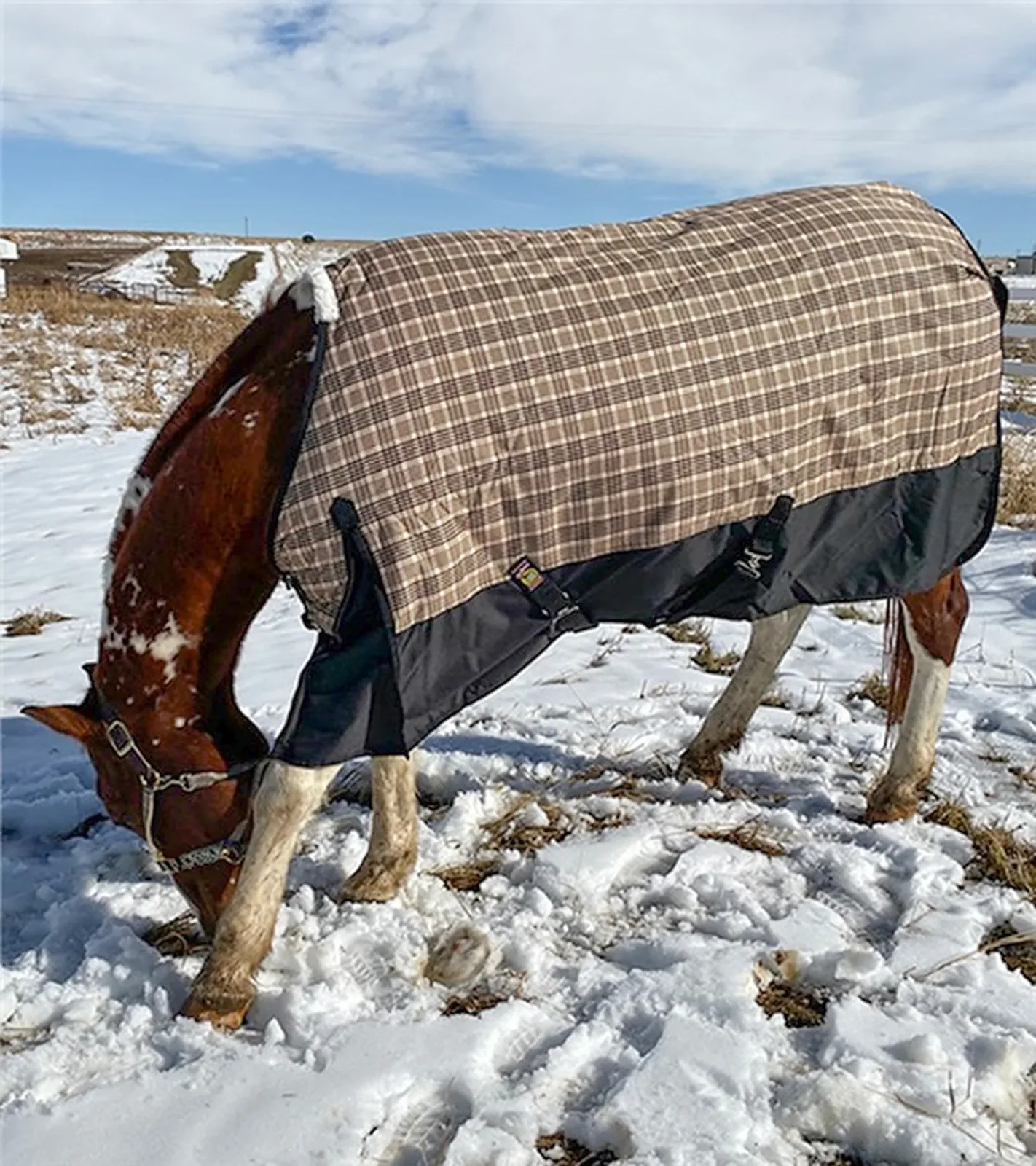 5/A Baker® Black Label Heavyweight Turnout Blanket - Image 2
