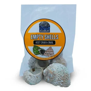 (5) Large Standard Shaped Turbinate Sterilized Aquarium Safe Empty Shells