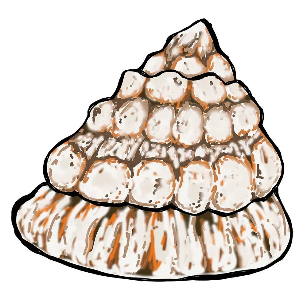 (5) Pack Astrea Snails (Astraea tecta) - Cleanup Crew