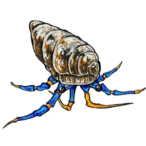 (5) Pack Blue Legged Hermit Crabs (Clibanarius sp) - Cleanup Crew