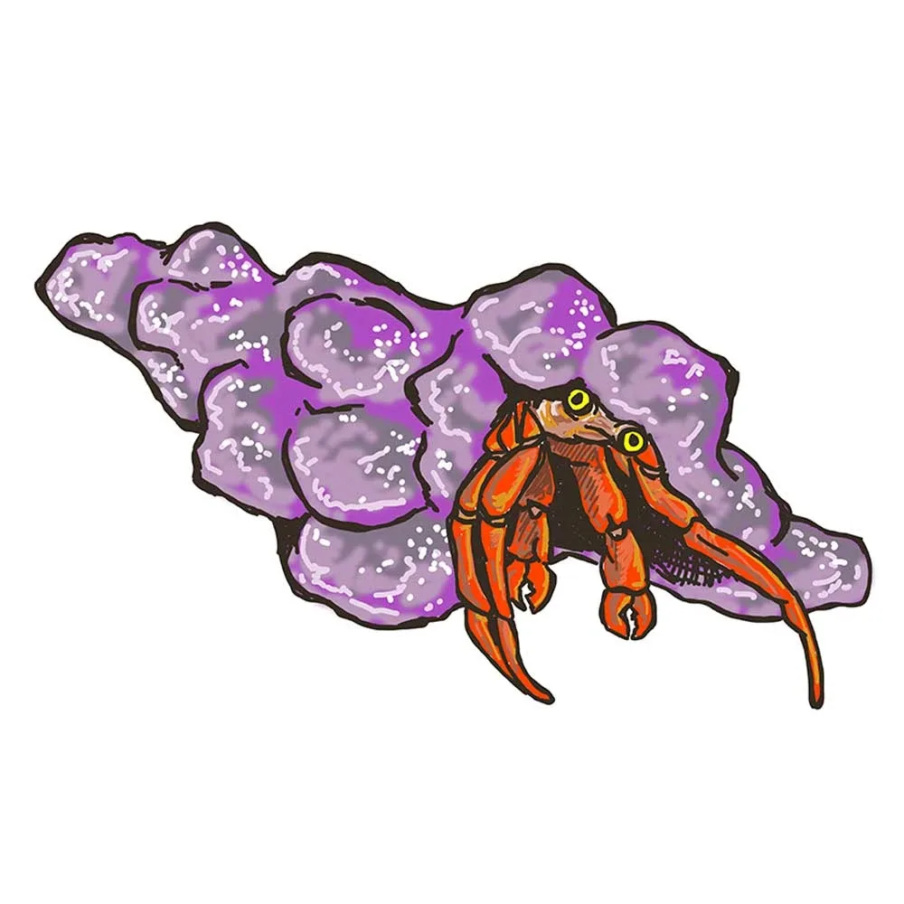 (5) Pack Scarlet Reef Hermit Crabs (Paguristes cadenati) - Cleanup Crew