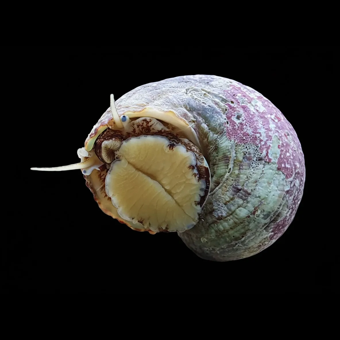 (5) Pack Tropical Turbo Snail (Turbo bruneus) - Cleanup Crew