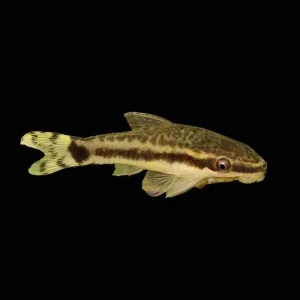 (6 PACK) Algae Eating Otocinclus Catfish (Freshwater) Fish - SAQ Chicago Fish