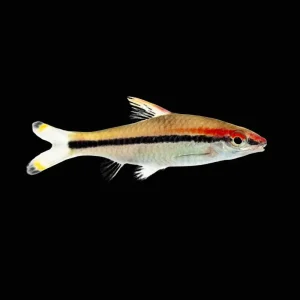 (6 Pack) Denison Barb (Freshwater) Fish - SAQ Chicago Fish