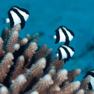 (6 PACK) Three Stripe Damsel (Dascyllus aruanus) - SAQ Chicago Fish