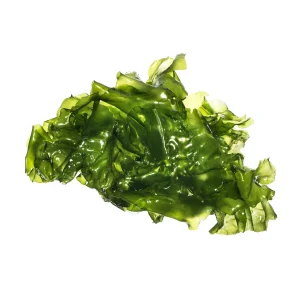 8 oz CleanSea Lettuce (Ulva Lactuta) - Algae Barn