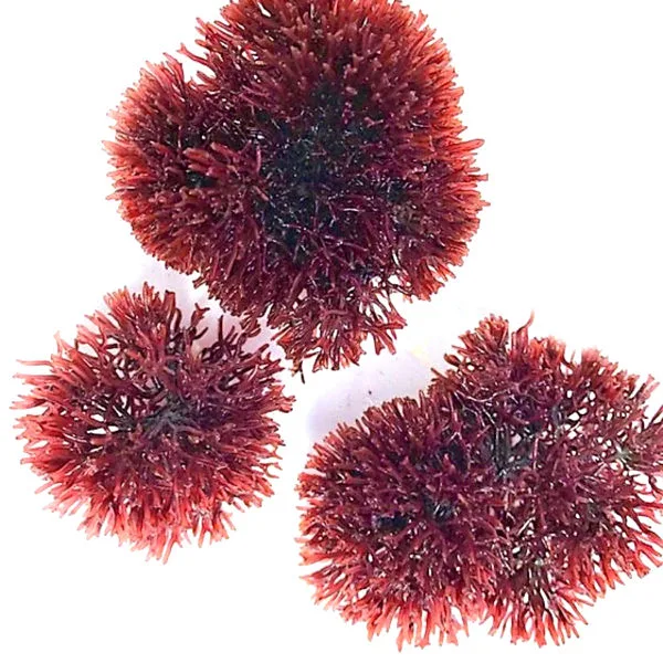 8 oz Spike Sphere Gracilaria (Gracilaria tikvahiae) - Algae Barn