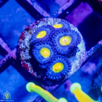 ACI Cultured AOI Zoanthids - SAQ Coral Farm