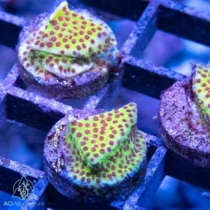 ACI Cultured Burning Banana Stylocoeniella Coral (3/4" - 1") - SAQ Coral Farm