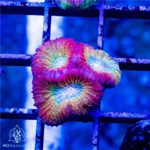 ACI Cultured Charizard Dipsastrea (3/4" - 1") - SAQ Coral Farm