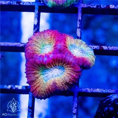 ACI Cultured Charizard Dipsastrea (3/4" - 1") - SAQ Coral Farm
