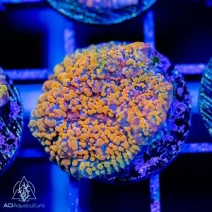 ACI Cultured Cloudberry Chalice (3/4" - 1") - SAQ Coral Farm