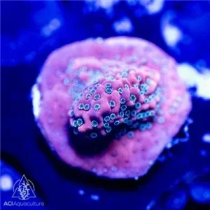 ACI Cultured Dragon Fruit Montipora (3/4" - 1") - SAQ Coral Farm