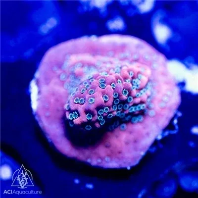 ACI Cultured Dragon Fruit Montipora (3/4" - 1") - SAQ Coral Farm