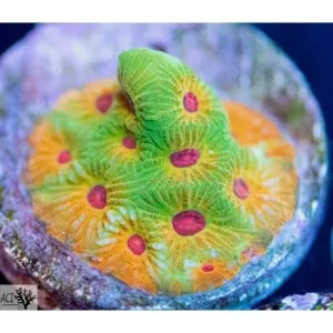ACI Cultured Fascination Favia Coral (3/4" - 1") - SAQ Coral Farm