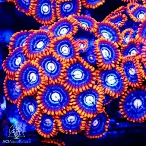ACI Cultured Fire and Ice Zoanthids - SAQ Coral Farm