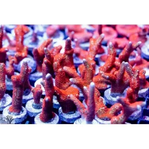 ACI Cultured Forest Fire Digitata Coral - SAQ Coral Farm