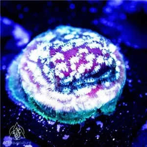 ACI Cultured Freeze Factor Leptoseris Coral - SAQ Coral Farm