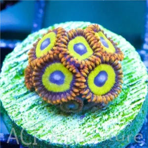 ACI Cultured Fruitloops Zoanthids - SAQ Coral Farm