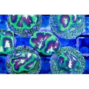 ACI Cultured Funky Turtle Goniastrea Maze (3/4" - 1") - SAQ Coral Farm