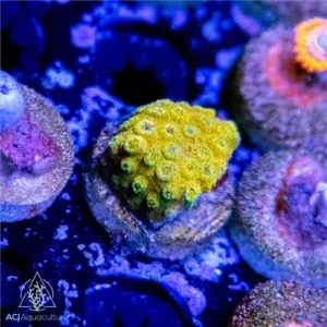 ACI Cultured Gold Medal Cyphastrea (3/4" - 1") - SAQ Coral Farm