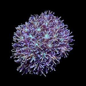 ACI Cultured Golden Galaxea Coral - SAQ Coral Farm
